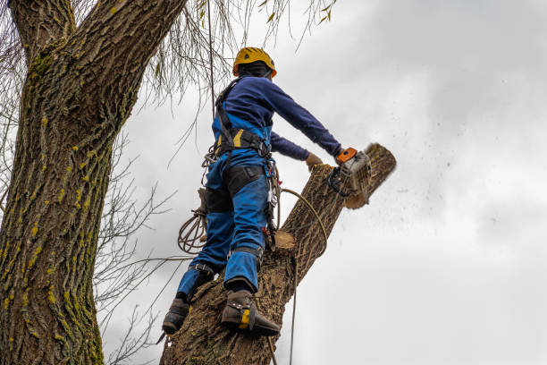 Best Tree Trimming Near Me  in Oakland, IA